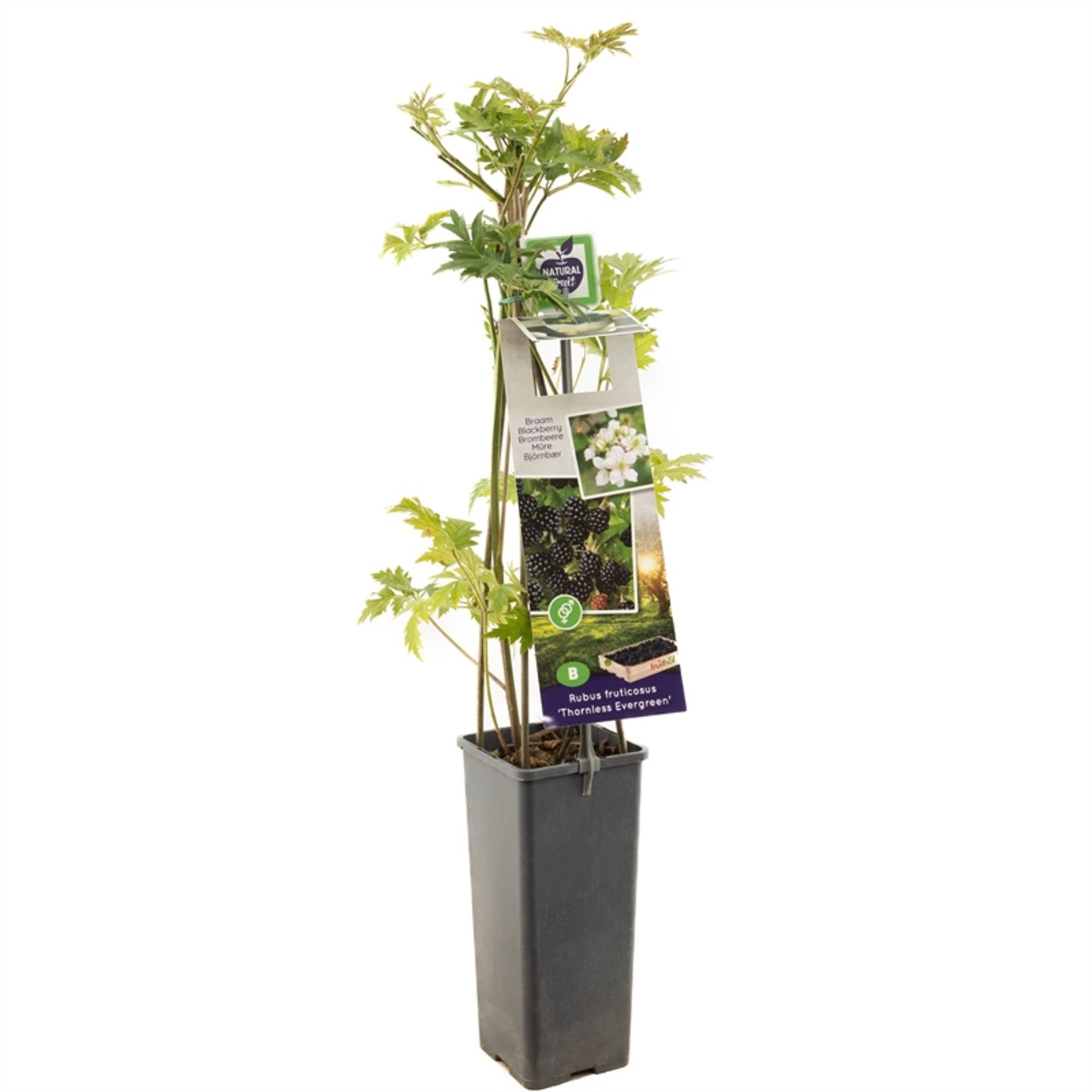 Rubus frut. 'Thornless Evergreen' - C2 50-60 CM